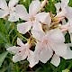 Nerium oleander 'White Pink'